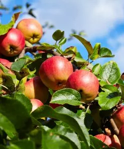 Fast Growing Trees Honeycrisp™ & Sweet Sixteen Twisted Apple Tree Apple Trees 11 Fast Growing Trees Honeycrisp™ & Sweet Sixteen Twisted Apple Tree Apple Trees