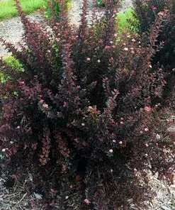 Fast Growing Trees Sweet Cherry Tea Ninebark White Flowers