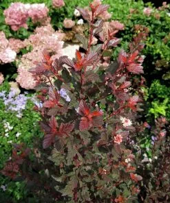 Fast Growing Trees Sweet Cherry Tea Ninebark White Flowers