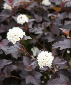 Fast Growing Trees Sweet Cherry Tea Ninebark White Flowers