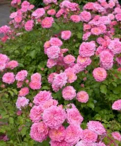 Fast Growing Trees Sweet Drift® Rose 7 Fast Growing Trees Sweet Drift® Rose