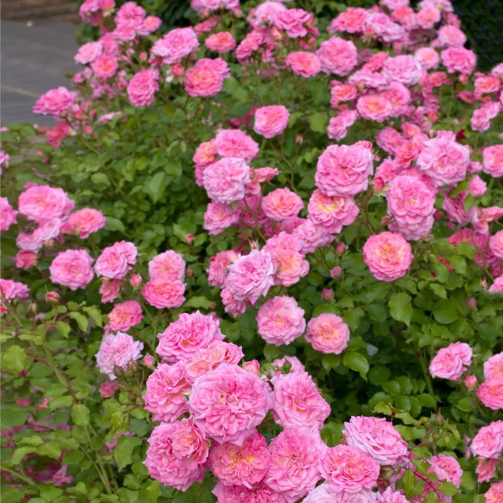 Fast Growing Trees Sweet Drift® Rose 5 Fast Growing Trees Sweet Drift® Rose