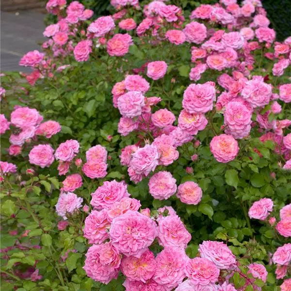 Fast Growing Trees Sweet Drift® Rose 3 Fast Growing Trees Sweet Drift® Rose