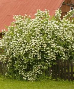 Fast Growing Trees See All Shrubs & Hedges Sweet Mock Orange Shrub 7 Fast Growing Trees See All Shrubs & Hedges Sweet Mock Orange Shrub
