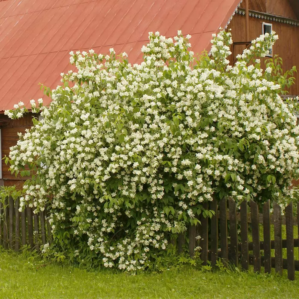 Fast Growing Trees See All Shrubs & Hedges Sweet Mock Orange Shrub 4 Fast Growing Trees See All Shrubs & Hedges Sweet Mock Orange Shrub