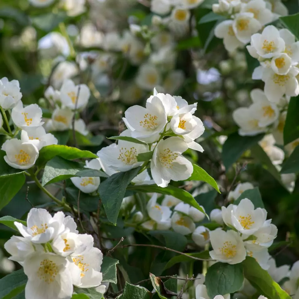 Fast Growing Trees See All Shrubs & Hedges Sweet Mock Orange Shrub 6 Fast Growing Trees See All Shrubs & Hedges Sweet Mock Orange Shrub