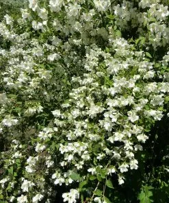 Fast Growing Trees See All Shrubs & Hedges Sweet Mock Orange Shrub 8 Fast Growing Trees See All Shrubs & Hedges Sweet Mock Orange Shrub