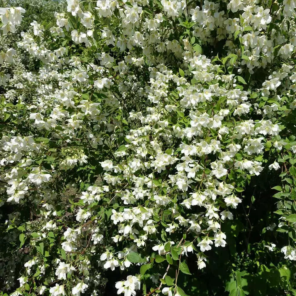 Fast Growing Trees See All Shrubs & Hedges Sweet Mock Orange Shrub 5 Fast Growing Trees See All Shrubs & Hedges Sweet Mock Orange Shrub