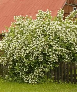 Fast Growing Trees See All Shrubs & Hedges Sweet Mock Orange Shrub