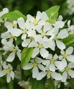 Fast Growing Trees Sweet Sugar Tyme® Crabapple