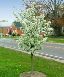 Fast Growing Trees Sweet Sugar Tyme® Crabapple