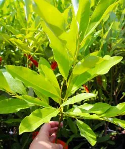 Fast Growing Trees Sweetbay Magnolia Tree Magnolia Trees 9 Fast Growing Trees Sweetbay Magnolia Tree Magnolia Trees