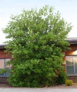 Fast Growing Trees Sweetbay Magnolia Tree Magnolia Trees 8 Fast Growing Trees Sweetbay Magnolia Tree Magnolia Trees