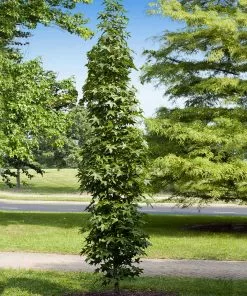 Fast Growing Trees See All Shade Trees Slender Silhouette Sweetgum Tree 9 Fast Growing Trees See All Shade Trees Slender Silhouette Sweetgum Tree