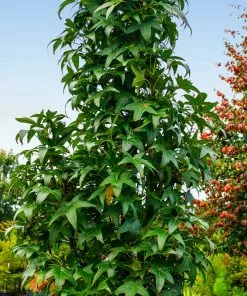 Fast Growing Trees See All Shade Trees Slender Silhouette Sweetgum Tree 10 Fast Growing Trees See All Shade Trees Slender Silhouette Sweetgum Tree