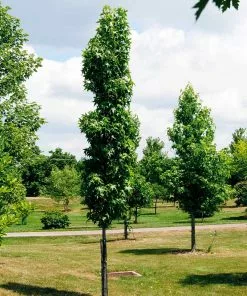 Fast Growing Trees See All Shade Trees Slender Silhouette Sweetgum Tree 11 Fast Growing Trees See All Shade Trees Slender Silhouette Sweetgum Tree