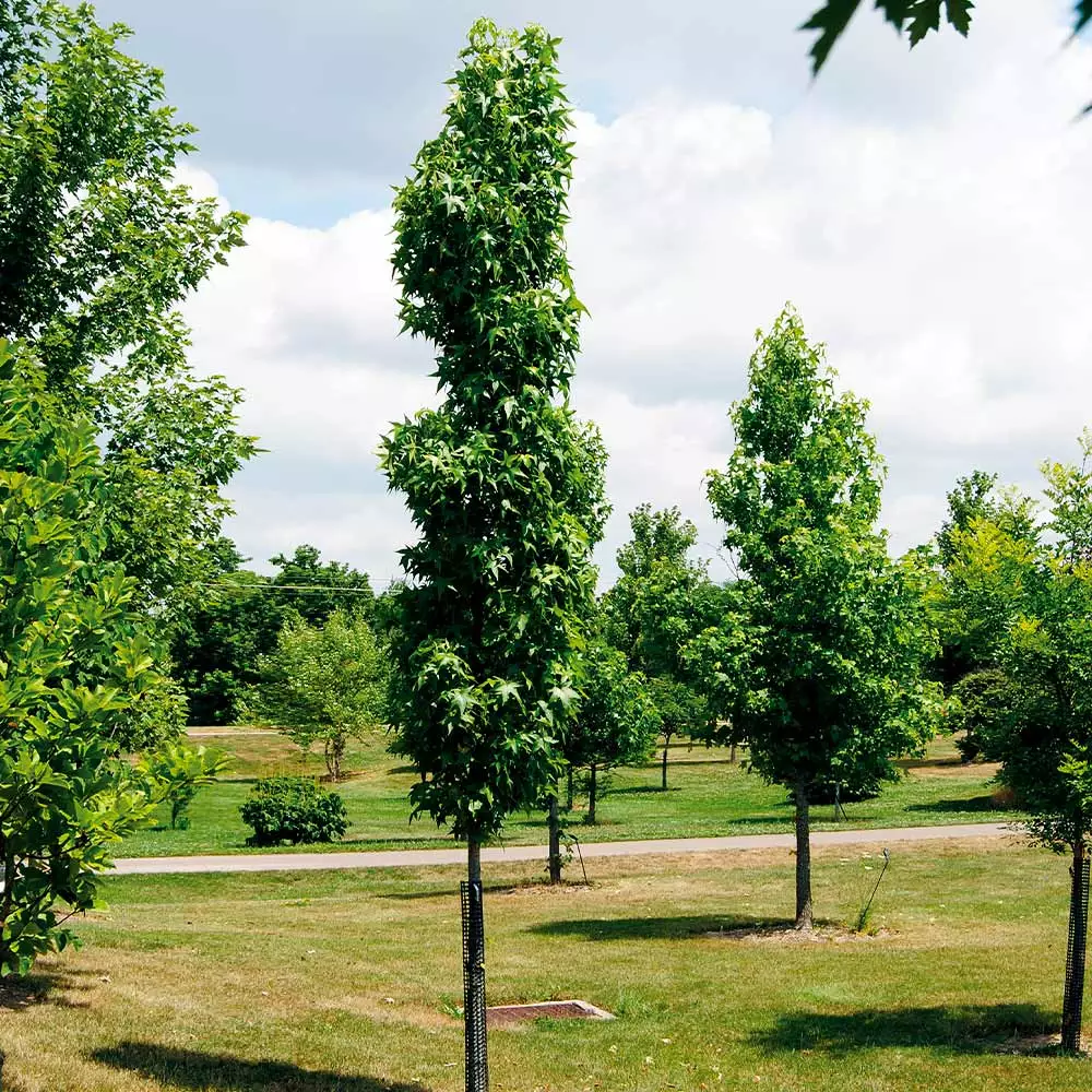Fast Growing Trees See All Shade Trees Slender Silhouette Sweetgum Tree 7 Fast Growing Trees See All Shade Trees Slender Silhouette Sweetgum Tree