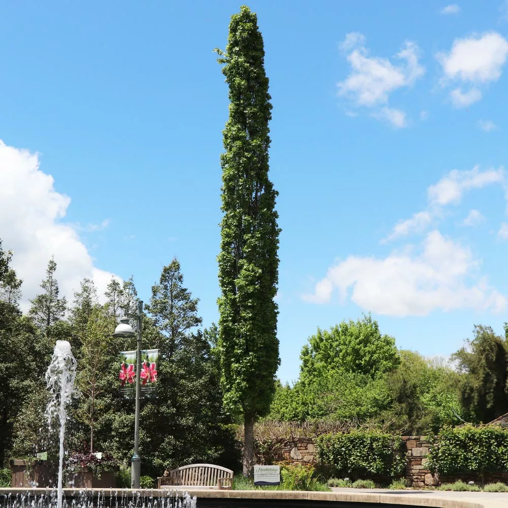 Fast Growing Trees See All Shade Trees Slender Silhouette Sweetgum Tree 4 Fast Growing Trees See All Shade Trees Slender Silhouette Sweetgum Tree