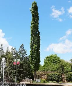 Fast Growing Trees See All Shade Trees Slender Silhouette Sweetgum Tree