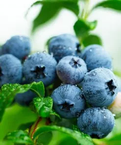 Fast Growing Trees Sweetheart Blueberry Bush Blueberry Bushes