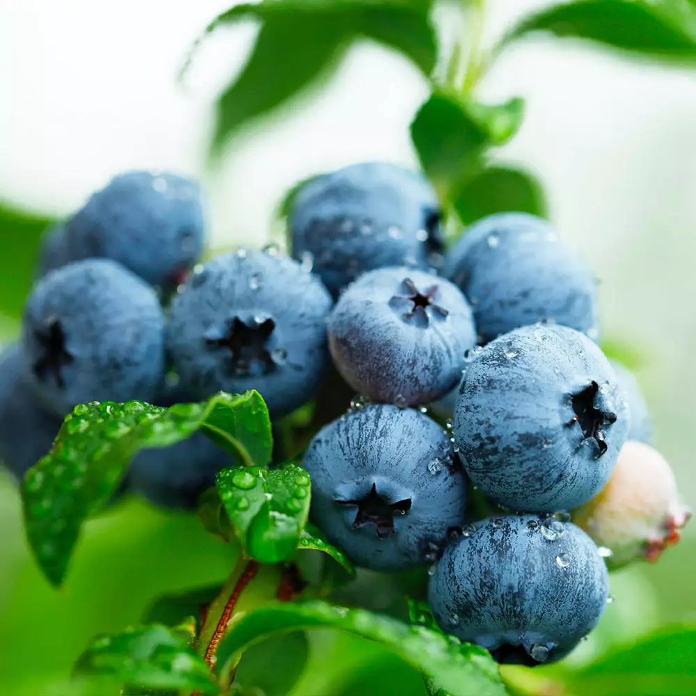 Fast Growing Trees Sweetheart Blueberry Bush Blueberry Bushes 4 Fast Growing Trees Sweetheart Blueberry Bush Blueberry Bushes