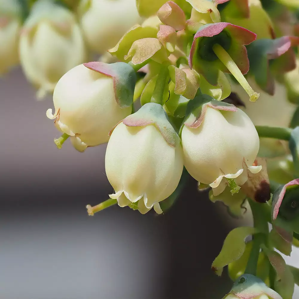 Fast Growing Trees Sweetheart Blueberry Bush Blueberry Bushes 6 Fast Growing Trees Sweetheart Blueberry Bush Blueberry Bushes