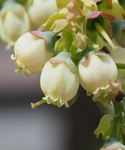 Fast Growing Trees Blueberry Bushes Sweetheart Blueberry Bush - USDA Organic 12 Fast Growing Trees Blueberry Bushes Sweetheart Blueberry Bush - USDA Organic