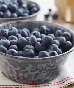 Fast Growing Trees Blueberry Bushes Sweetheart Blueberry Bush - USDA Organic 11 Fast Growing Trees Blueberry Bushes Sweetheart Blueberry Bush - USDA Organic