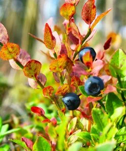 Fast Growing Trees Sweetheart Blueberry Bush Blueberry Bushes 11 Fast Growing Trees Sweetheart Blueberry Bush Blueberry Bushes