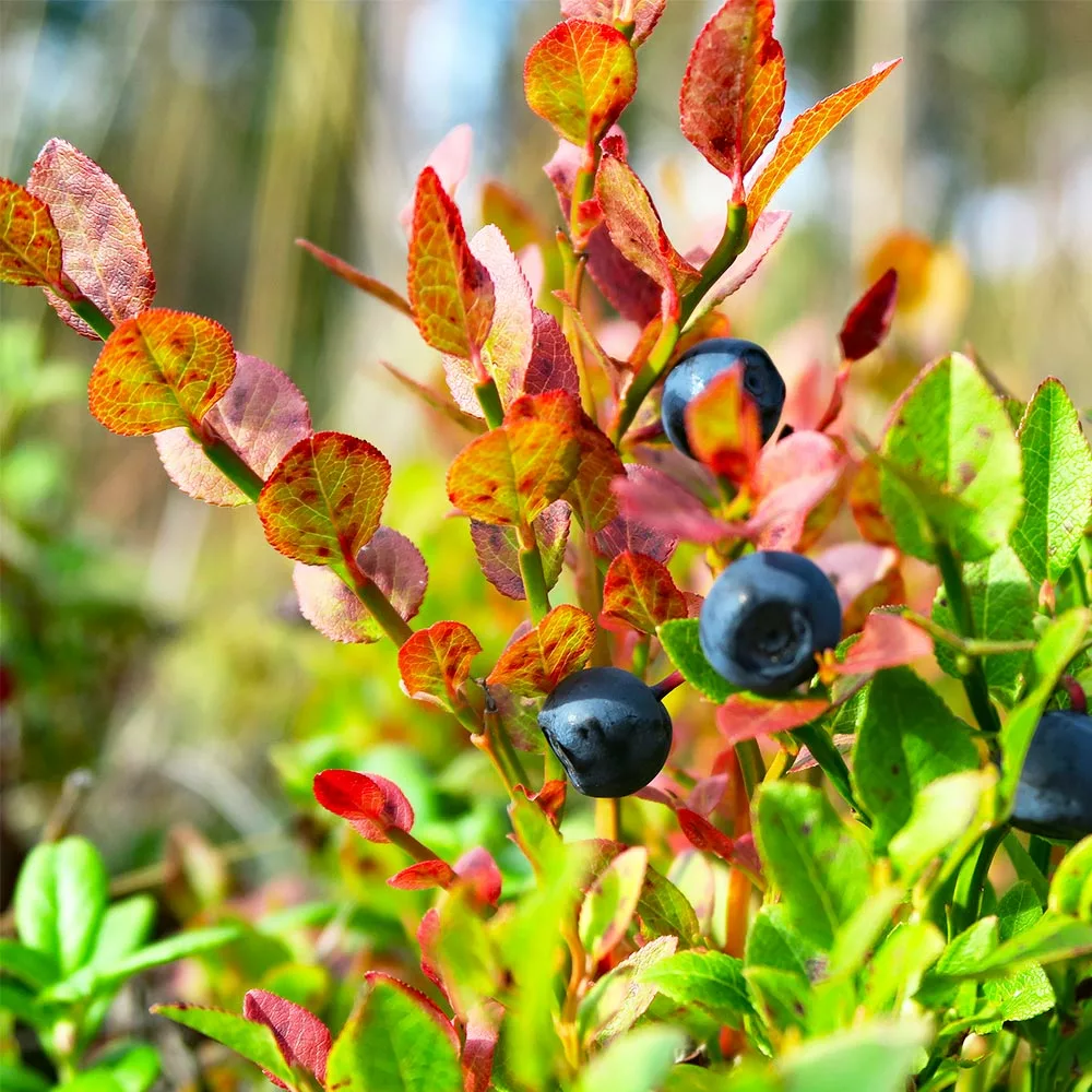 Fast Growing Trees Blueberry Bushes Sweetheart Blueberry Bush - USDA Organic 7 Fast Growing Trees Blueberry Bushes Sweetheart Blueberry Bush - USDA Organic