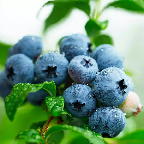 Fast Growing Trees Blueberry Bushes Sweetheart Blueberry Bush - USDA Organic 3 Fast Growing Trees Blueberry Bushes Sweetheart Blueberry Bush - USDA Organic