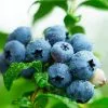 Fast Growing Trees Sweetheart Blueberry Bush Blueberry Bushes 2 Fast Growing Trees Sweetheart Blueberry Bush Blueberry Bushes