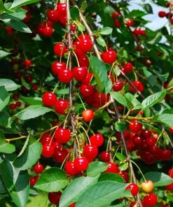 Fast Growing Trees Sweetheart Cherry Tree Cherry Trees