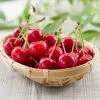 Fast Growing Trees Sweetheart Cherry Tree Cherry Trees 1 Fast Growing Trees Sweetheart Cherry Tree Cherry Trees