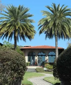 Fast Growing Trees Palm Trees Sylvester Palm 11 Fast Growing Trees Palm Trees Sylvester Palm