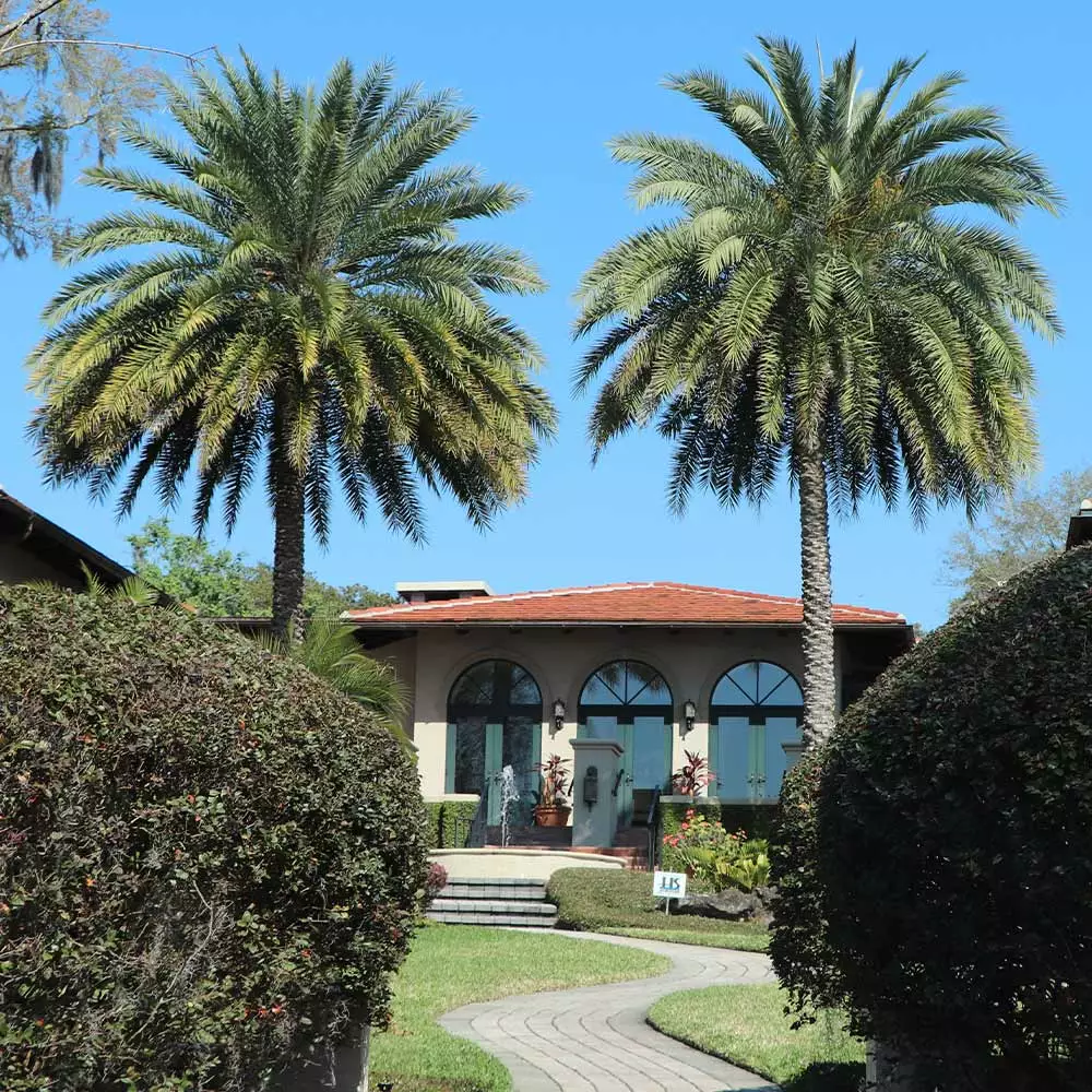 Fast Growing Trees Palm Trees Sylvester Palm 7 Fast Growing Trees Palm Trees Sylvester Palm