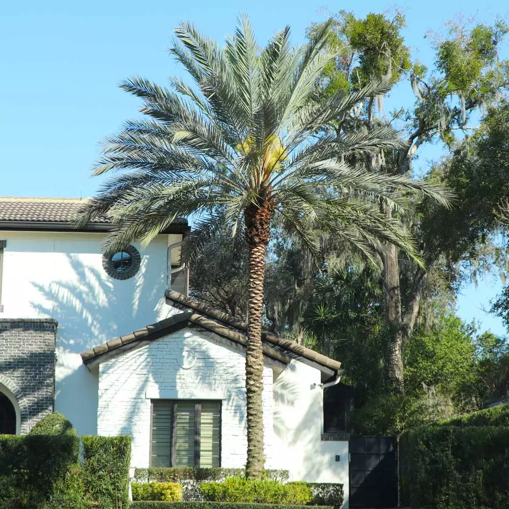 Fast Growing Trees Palm Trees Sylvester Palm 4 Fast Growing Trees Palm Trees Sylvester Palm