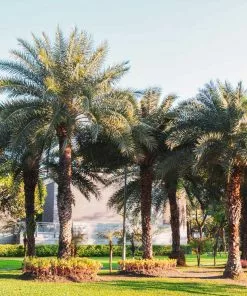 Fast Growing Trees Palm Trees Sylvester Palm 9 Fast Growing Trees Palm Trees Sylvester Palm