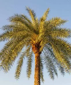 Fast Growing Trees Palm Trees Sylvester Palm 10 Fast Growing Trees Palm Trees Sylvester Palm