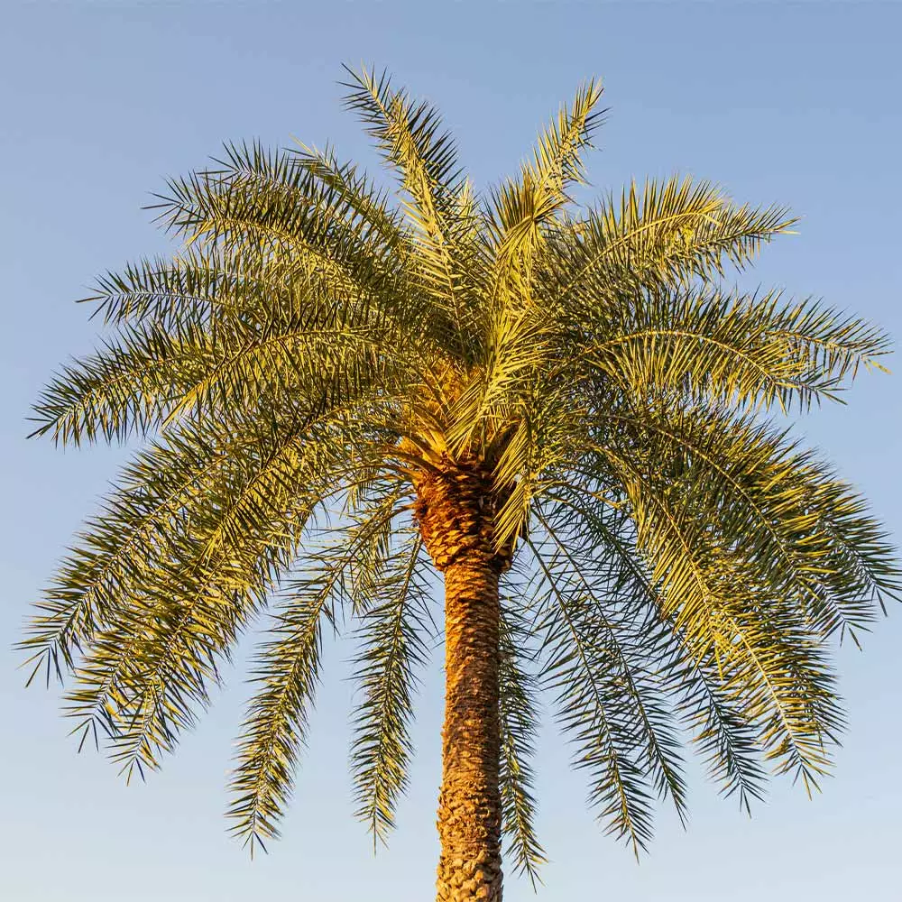 Fast Growing Trees Palm Trees Sylvester Palm 6 Fast Growing Trees Palm Trees Sylvester Palm