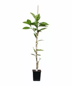 Fast Growing Trees Citrus Trees Tangelo Tree 9 Fast Growing Trees Citrus Trees Tangelo Tree