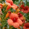 Fast Growing Trees Tangerine Beauty Crossvine See All Shrubs & Hedges