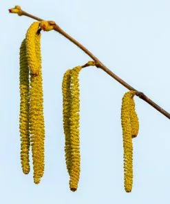 Fast Growing Trees Nut Trees Theta Filbert Hazelnut 11 Fast Growing Trees Nut Trees Theta Filbert Hazelnut