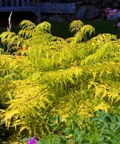 Fast Growing Trees Tiger Eyes Sumac Shrub See All Shrubs & Hedges 7 Fast Growing Trees Tiger Eyes Sumac Shrub See All Shrubs & Hedges