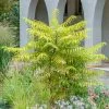 Fast Growing Trees Tiger Eyes Sumac Shrub See All Shrubs & Hedges 2 Fast Growing Trees Tiger Eyes Sumac Shrub See All Shrubs & Hedges