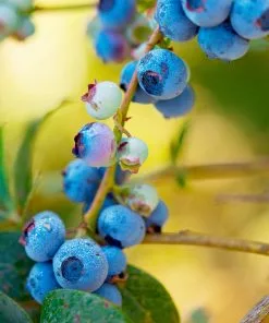 Fast Growing Trees Blueberry Bushes Toro Blueberry Bush - USDA Organic 10 Fast Growing Trees Blueberry Bushes Toro Blueberry Bush - USDA Organic