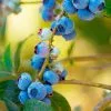 Fast Growing Trees Blueberry Bushes Toro Blueberry Bush 1 Fast Growing Trees Blueberry Bushes Toro Blueberry Bush