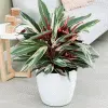 Fast Growing Trees Colorful Foliage Trees & Shrubs Tricolor Ginger Plant