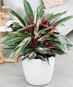 Fast Growing Trees Colorful Foliage Trees & Shrubs Tricolor Ginger Plant