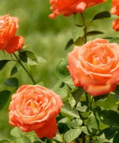 Fast Growing Trees Tropicana Rose Roses 7 Fast Growing Trees Tropicana Rose Roses